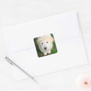 Sticker Carré Le Chiot De Goldendoodle En Regardant La Caméra