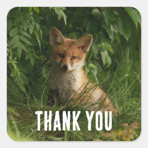 Sticker Carré Le chou renard dans un Merci de forêt verte