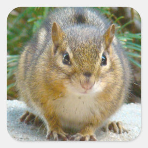 Sticker Carré Le Cute Chipmunk A L'Oeil Sur Vous