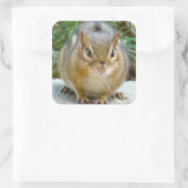 Sticker Carré Le Cute Chipmunk A L'Oeil Sur Vous (Sac)