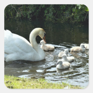 Sticker Carré Le cygne blanc avec les pousses