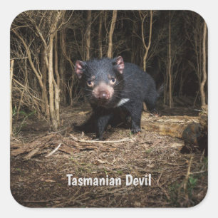 Sticker Carré Le diable de Tasmanie en Australie