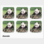 Sticker Carré Le géant Panda Mei Xiang (Feuille)