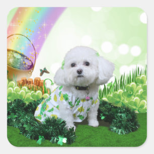 Sticker Carré Le jour de St Patrick - Bichon Frise - Mia