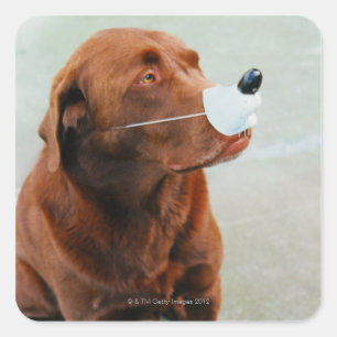 Sticker Carré Le Labrador au chocolat porte un faux nez