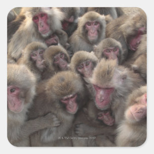 Sticker Carré Le macaque japonais (fuscata de Macaca) s'est