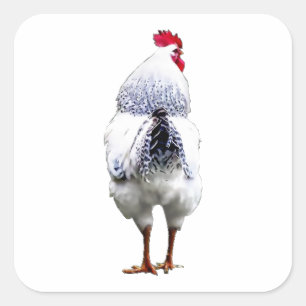 Sticker Carré Le poulet de poulet tourne la queue et fonctionne