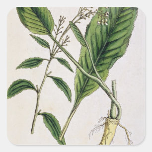 Sticker Carré Le raifort, plaquent 415 "d'un de fines herbes