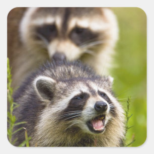 Sticker Carré Le raton laveur, Procyon lotor, est un mammifère o