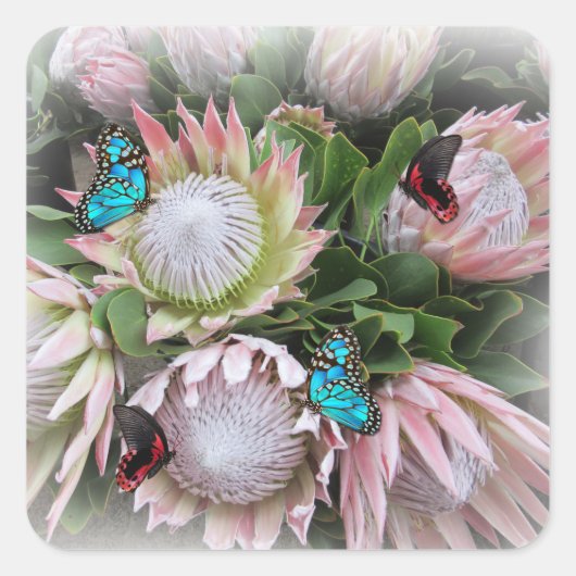 Sticker Carré Le roi Protea (Devant)