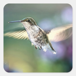 Sticker Carré Le vol des colibris