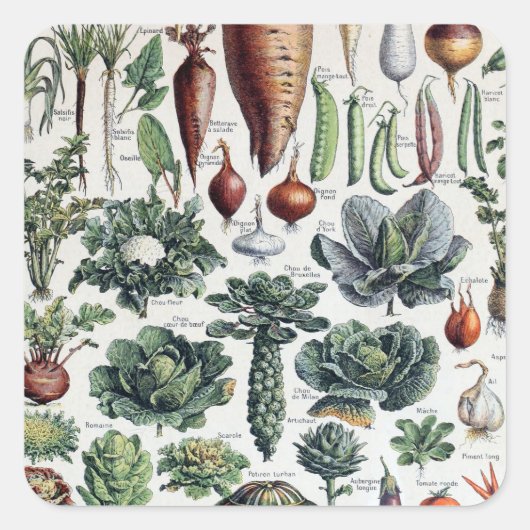 Sticker Carré Legumes et Plantes Potageres vintages (Devant)