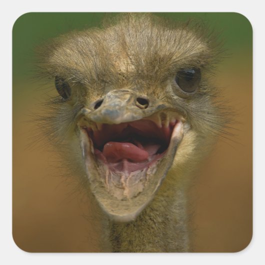 Sticker Carré L'Embrace d'Ostrich (Devant)