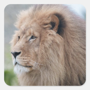 Sticker Carré L'Embrace du lion