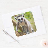 Sticker Carré Lemur de bébé (Enveloppe)