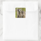 Sticker Carré Lémurs à queue annelée (Lemur catta) Mère et bébé. (Sac)