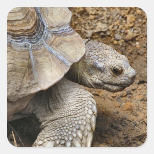 Sticker Carré Lent (Devant)