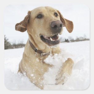 Sticker Carré Léoneur du Labrador sautant dans la neige profonde