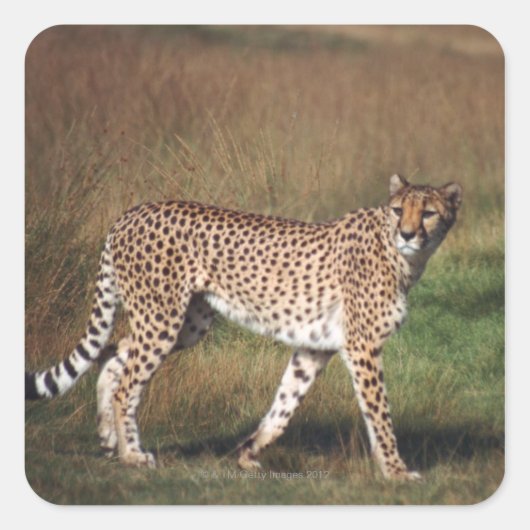 Sticker Carré Leopard dans la plaine (Devant)