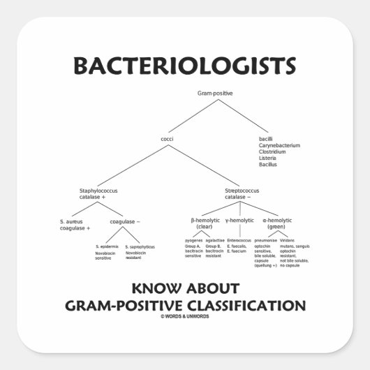 Sticker Carré Les bactériologistes connaissent la classification (Devant)