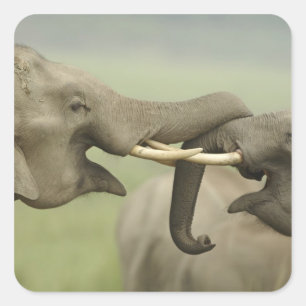 Sticker Carré Les éléphants d'Asie indienne jouent à la lutte