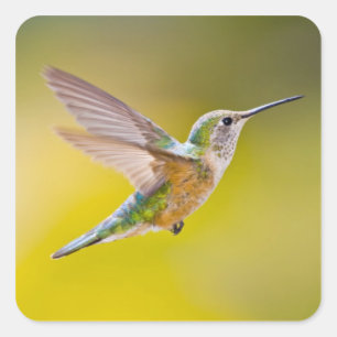 Sticker Carré Les Etats-Unis, le Colorado, le comté de Summit,