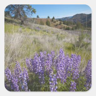 Sticker Carré Les Etats-Unis, Orégon, Mitchell, lupines