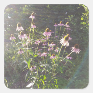 Sticker Carré Les fleurs d'échinacée au soleil