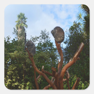 Sticker Carré Les Ours De Koala S'Endorment Dans Les Arbres,