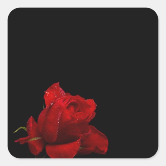 Sticker Carré Les roses sont rouges (Devant)