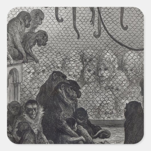 Sticker Carré Les singes de Londres (Devant)