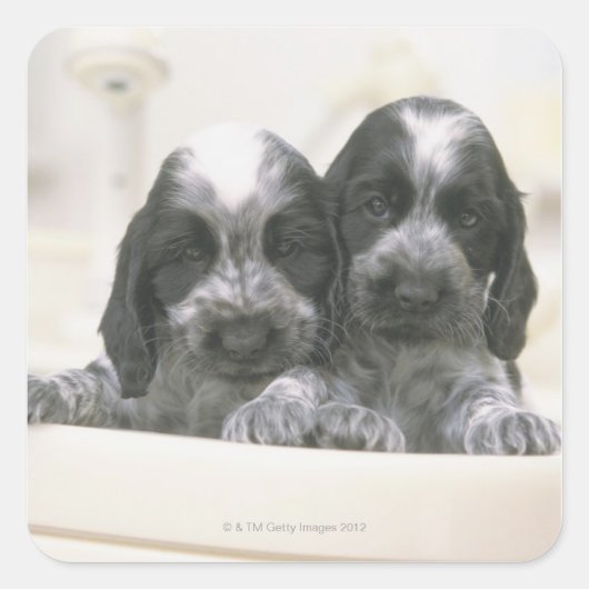 Sticker Carré L'Espagnol Cocker Anglais est une race de chien. I (Devant)