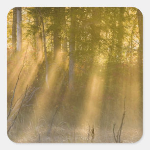 Sticker Carré Lever du soleil brumeux à Tamarac NWR près de Detr