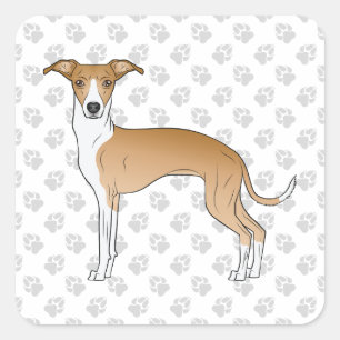 Sticker Carré Lévrier Italien Fauve Et Blanc Avec Des Pattes