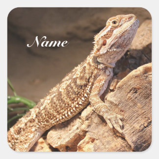 Sticker Carré Lézard Dragon Porté Par Un Bébé Personnalisé