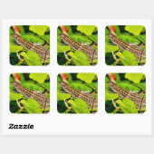 Sticker Carré Lézard italien (Feuille)