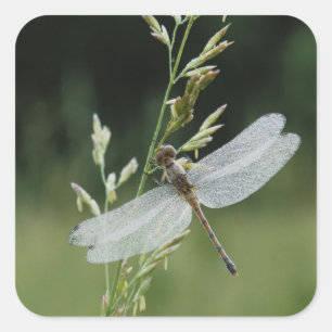 Sticker Carré Libellule Darner couverte de rosée