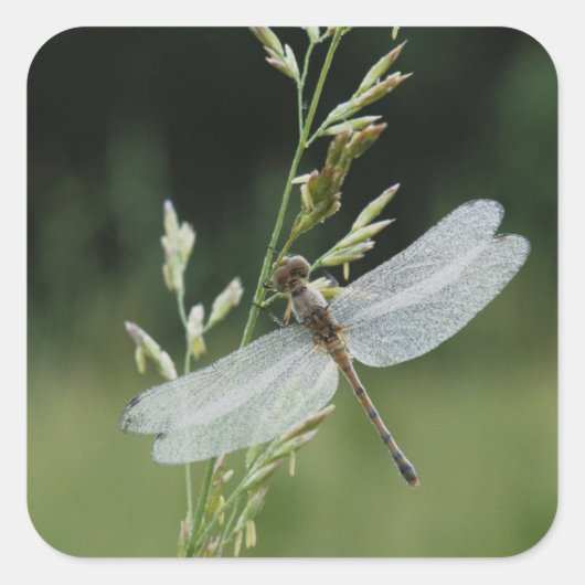 Sticker Carré Libellule Darner couverte de rosée (Devant)