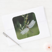 Sticker Carré Libellule Darner couverte de rosée (Enveloppe)