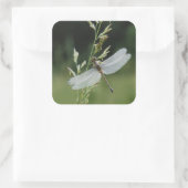 Sticker Carré Libellule Darner couverte de rosée (Sac)
