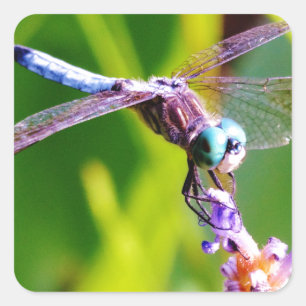 Sticker Carré libellule turquoise et violette