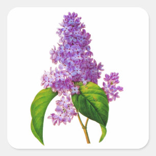 Sticker Carré Lilacs pourpres par Pierre-Joseph Redoute