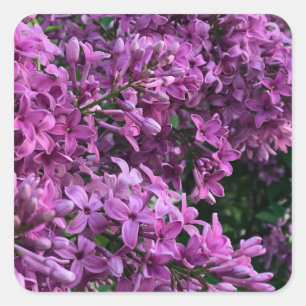 Sticker Carré lilas rose violet   photo florale rose romantique