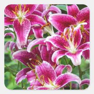 Sticker Carré Lilies Stargazer