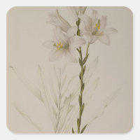 Lilium Candidum, de "Les Liliacées", 1807