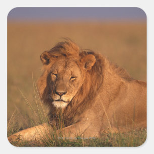 Sticker Carré Lion