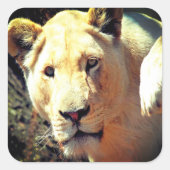 Sticker Carré Lion (Devant)