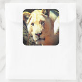 Sticker Carré Lion (Sac)