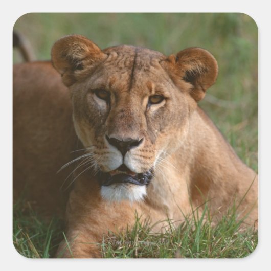 Sticker Carré Lion (Devant)