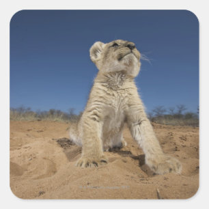 Sticker Carré Lion Cub (Panthera Leo) assis sur le sable, Namibi
